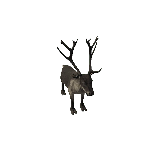 Reindeer_RM_FV _LP (Fur1)